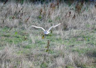 Barn Owl