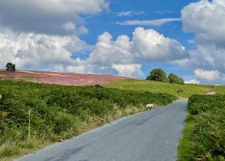 North York Moors